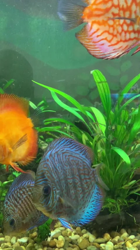 Tropical fish aquarium Stock-Footage 344807152