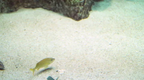 Tropical Fish Background Stock-Footage 45936211