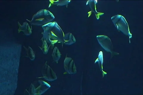 Tropical Fish in blue sea Video stock 99853