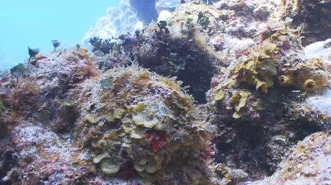 Tropical fish on Caribbean reef Видео 10796451