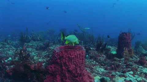 Tropical Fish Close-up Video stock 19081455