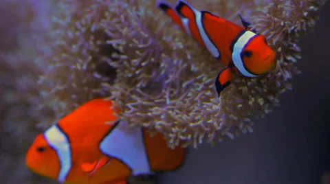 Tropical Fish Clownfish Stock Footage 32142249