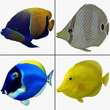 Tropical Fish Collection 3D Model