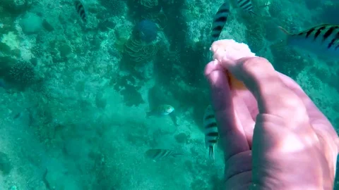 Tropical fish come straight up to camera Stock Footage 74062742