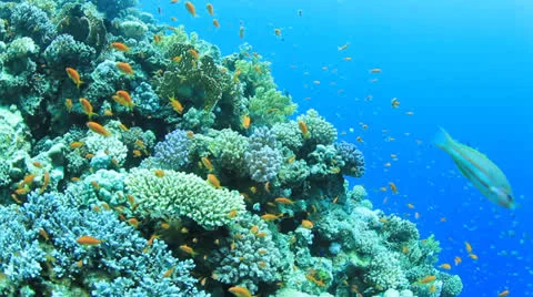Tropical Fish on coral reef Stock Footage 22698535