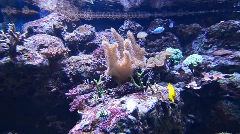 Tropical Fish on a coral reef Stock Footage 35772907