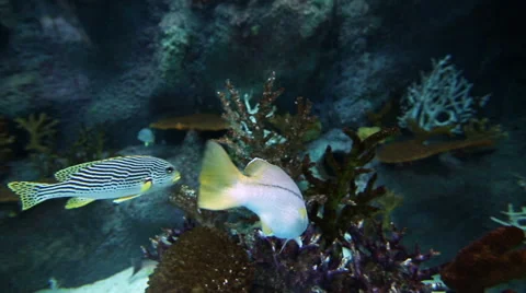Tropical fish on the coral reef Stock Footage 40892217