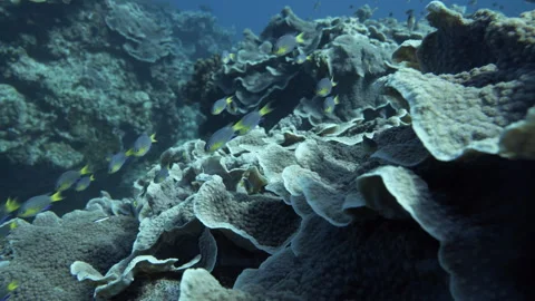 Tropical fish on coral reef Stock Footage 314296319