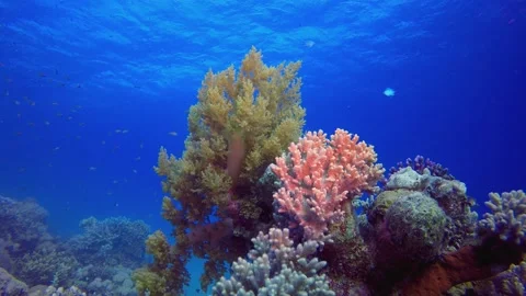 Tropical Fish Coral Reef Stock Footage 341974068