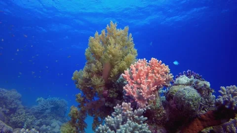 Tropical Fish Coral Reef Stock Footage 342283101