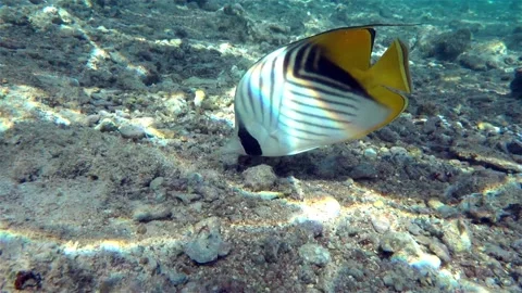 Tropical Fish of the coral reef of the Red Sea 動画素材 152258635