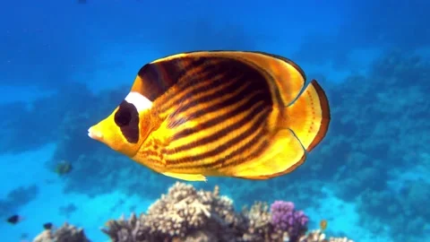 Tropical Fish of the coral reef of the Red Sea Video stock 152916088