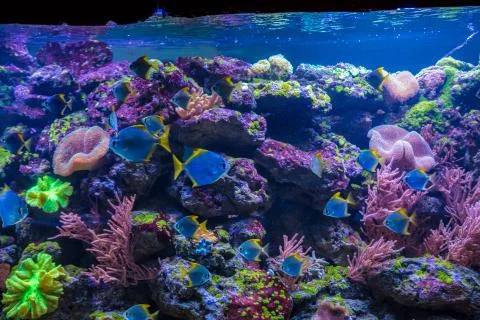 Tropical fish with corals and algae in blue water. Beautiful background of th Stock Photos