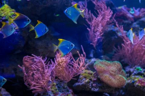 Tropical fish with corals and algae in blue water. Beautiful background of th Foto stock