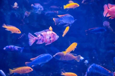 Tropical fish with corals and algae in blue water. Beautiful background of th Stock Photos