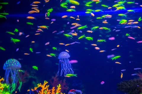 Tropical fish with corals and algae in blue water. Beautiful background of th Stock Photos