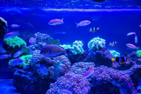 Tropical fish with corals and algae in blue water. Beautiful background of th Foto stock