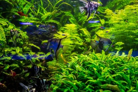 Tropical fish with corals and algae in blue water. Beautiful background of th Stock Photos