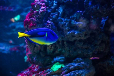 Tropical fish with corals and algae in blue water. Beautiful background of th Stock Photos