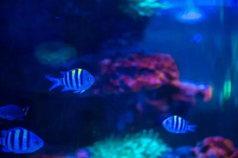Tropical fish with corals and algae in blue water. Beautiful background of th Stock Photos