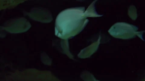 Tropical Fish Dark Background Stock Footage 45936181