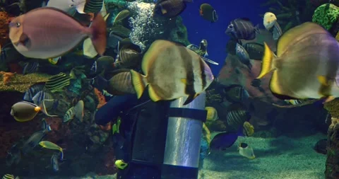 Tropical fish dart between divers gear, fish curiosity breaking marine silence Stock Footage 300791546