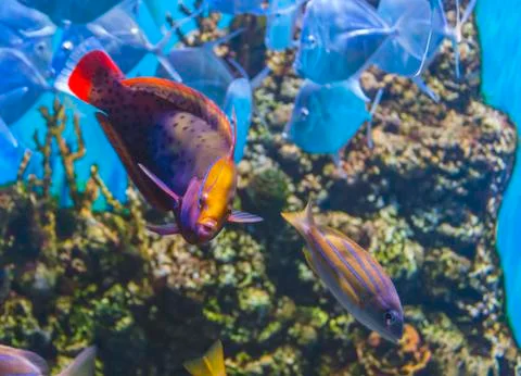 Tropical fish at depth Stock Photos