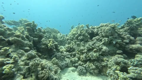 Tropical Fish Diversity on Ras Mohammed Coral Reef Vídeos de archivo 329684868