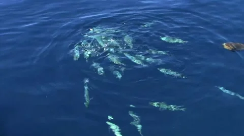 Tropical Fish Feeding Stock Footage 52703108