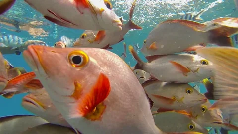 Tropical Fish Feeding in the Pristine Waters of Rangiroa, Polynesia Video stock 84293493