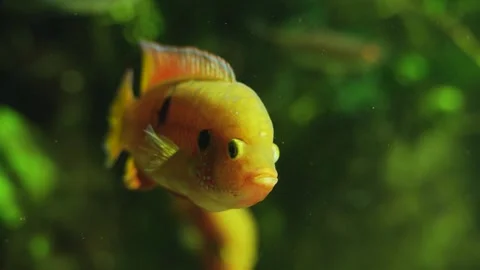 Tropical fish floating Stock Footage 258094400