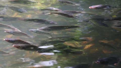 Tropical fish floating in a pond close up Stock Footage 77532211