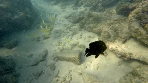 Tropical fish flocks, ocean sandy bottom and coral reef Video stock 128731848