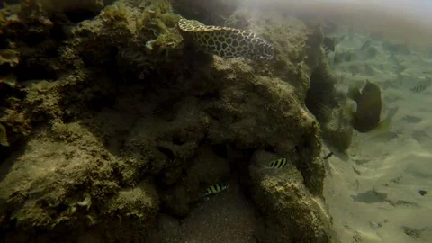 Tropical fish flocks, ocean sandy bottom and coral reef Video stock 128731873