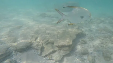 Tropical fish flocks, ocean sandy bottom and coral reef 스톡 동영상 128732103