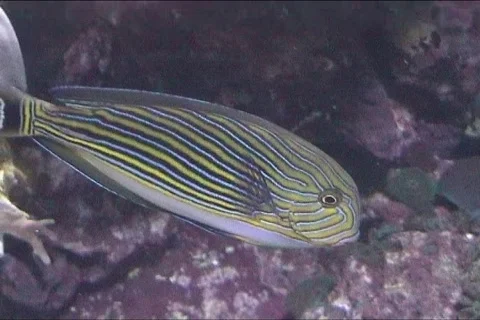 Tropical fish Video stock 106607