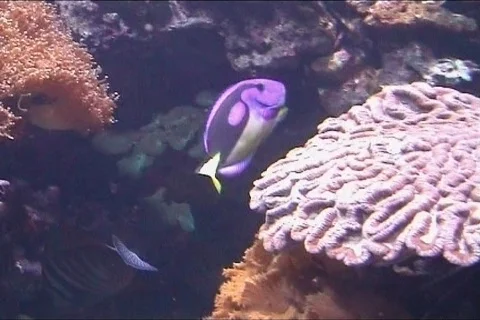 Tropical fish Video stock 113635