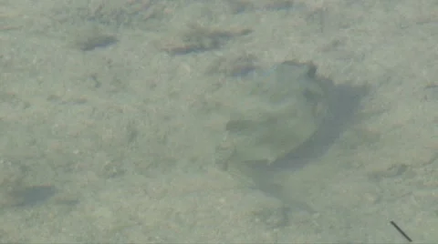 Tropical fish Stock-Footage 7512150