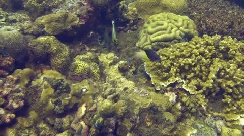 Tropical fish Stock Footage 10737830