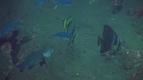 Tropical fish Stock Footage 10737942