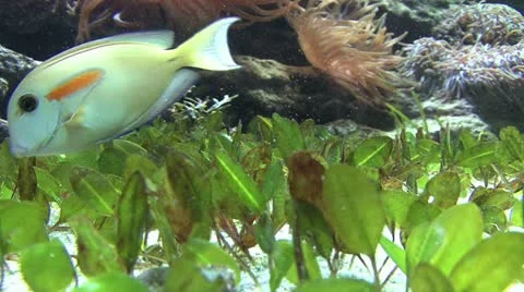 Tropical fish Stock Footage 20144803