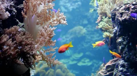 Tropical fish Stock Footage 20612137