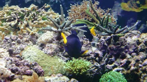 Tropical fish Stock Footage 20612190