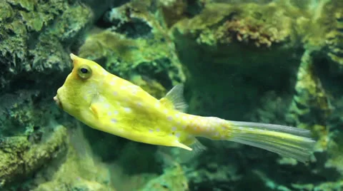 Tropical fish Stock-Footage 24650913