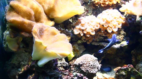 Tropical fish 動画素材 39586020