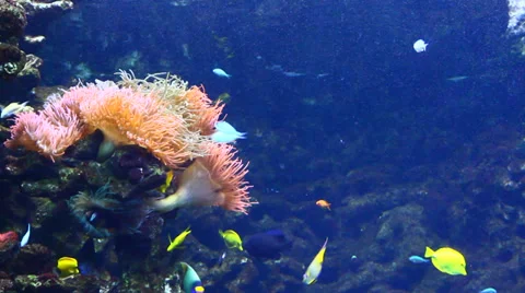 Tropical fish Stock Footage 39586171