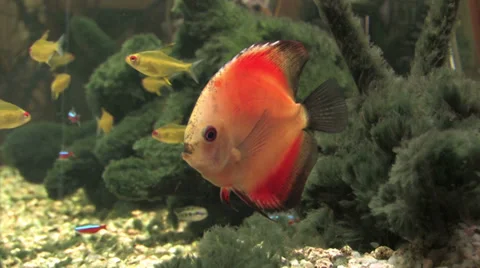 Tropical fish Stock-Footage 39671732