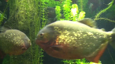 Tropical fish Video stock 39779621