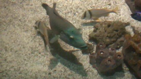 Tropical fish Vídeos de archivo 51734427