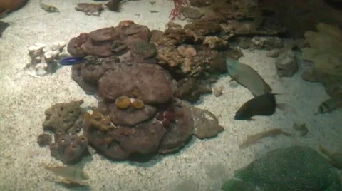 Tropical fish Vídeos de archivo 52345820